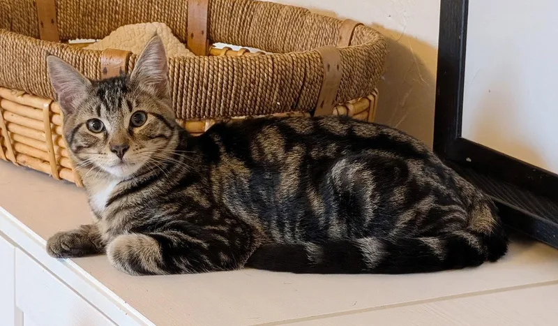 A young medium-sized male Tabby cat named Lucky for adoption in Anacortes, WA