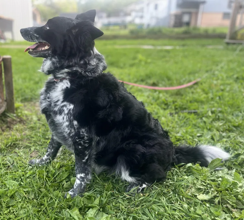 An adult medium-sized female Australian Cattle Dog / Blue Heeler dog named Lexi for adoption in Indiana, PA