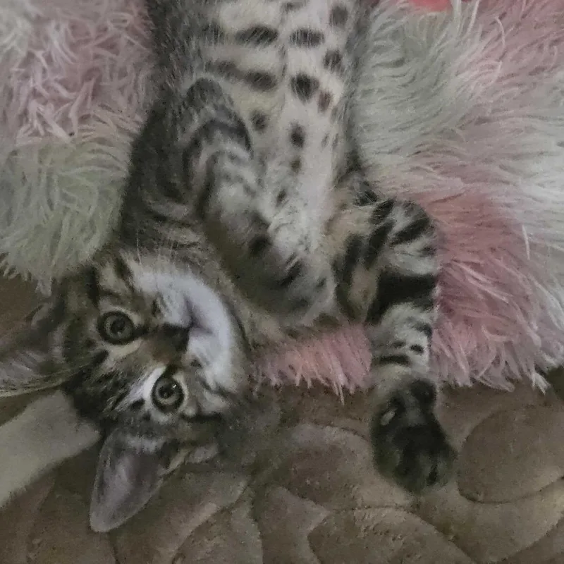 A baby small-sized female Brown / Chocolate Domestic Short Hair cat named Pepper for adoption in Costa Mesa, CA