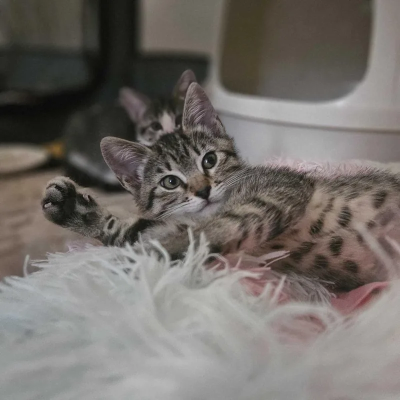 Pepper thumbnail 2