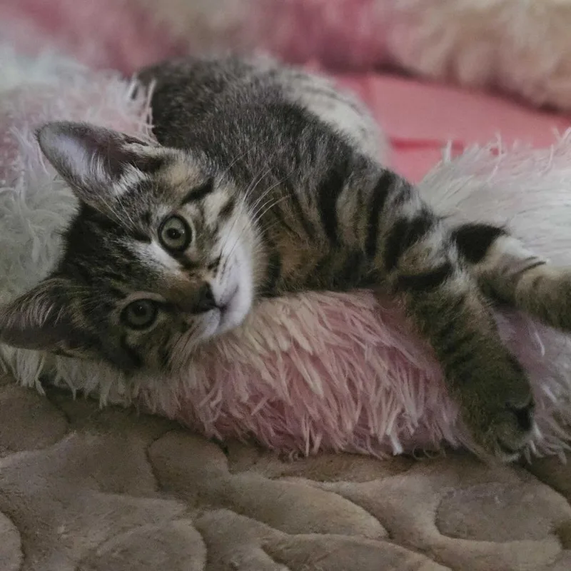 Pepper thumbnail 3