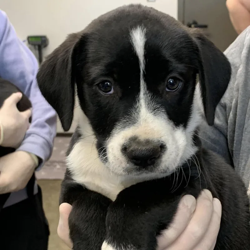 A baby small-sized female Black Retriever dog named Zoe for adoption in Cleveland, MS