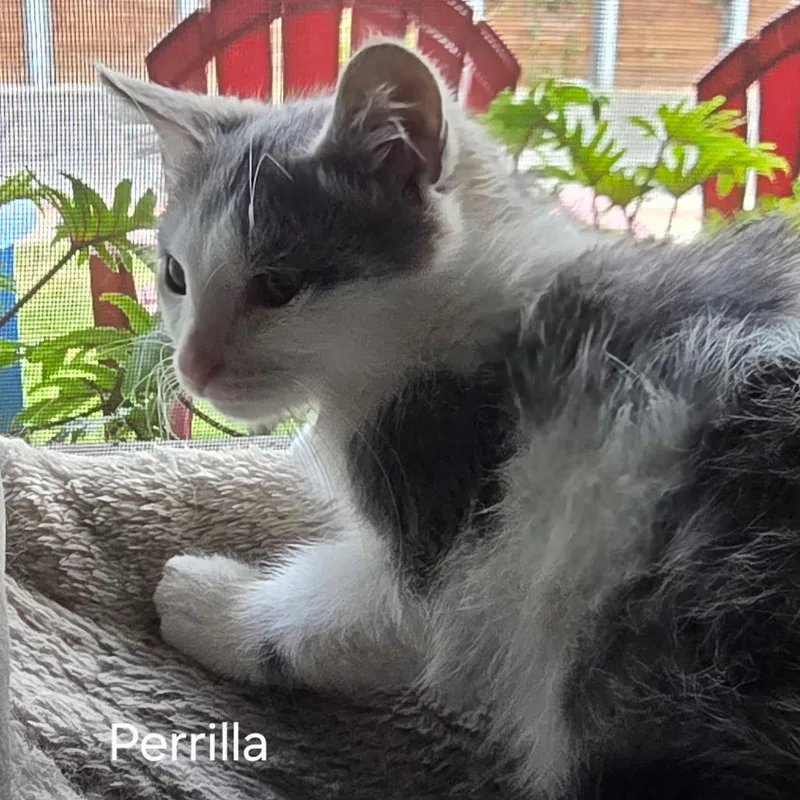 A baby small-sized female Gray / Blue / Silver Domestic Short Hair cat named Perilla for adoption in Long Beach, CA