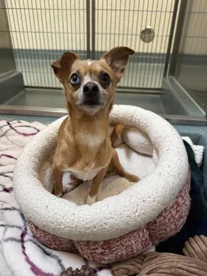 An adult small-sized male Chihuahua dog named Cornelius for adoption in Roseville, CA