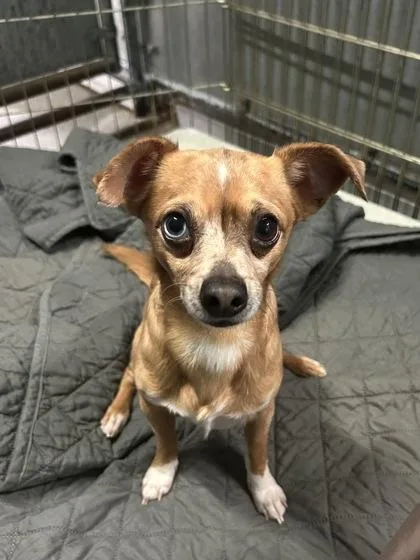 Cornelius thumbnail 2