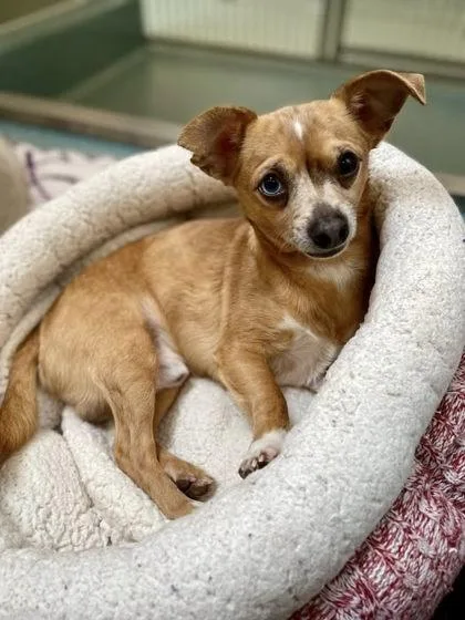 Cornelius thumbnail 3