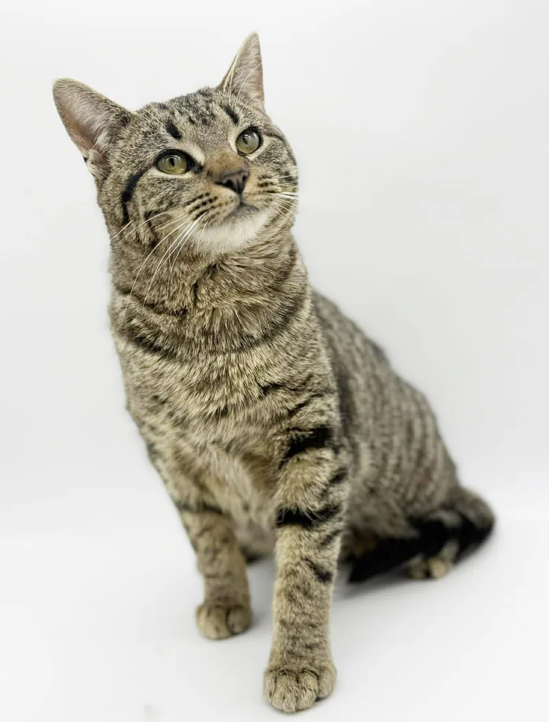 Noah Is Nothing Less thumbnail 2