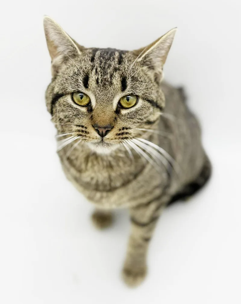 Noah Is Nothing Less thumbnail 5