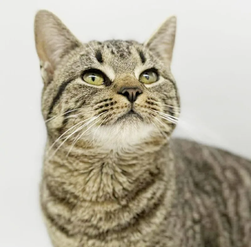 Noah Is Nothing Less