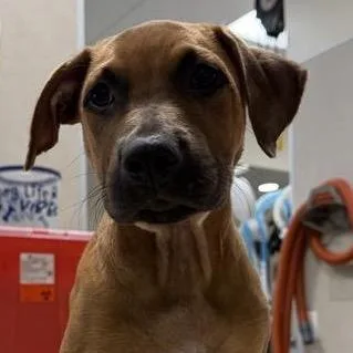 A baby medium-sized male Yellow / Tan / Blond / Fawn Mixed Breed dog named Lawrence for adoption in Jacksonville, FL