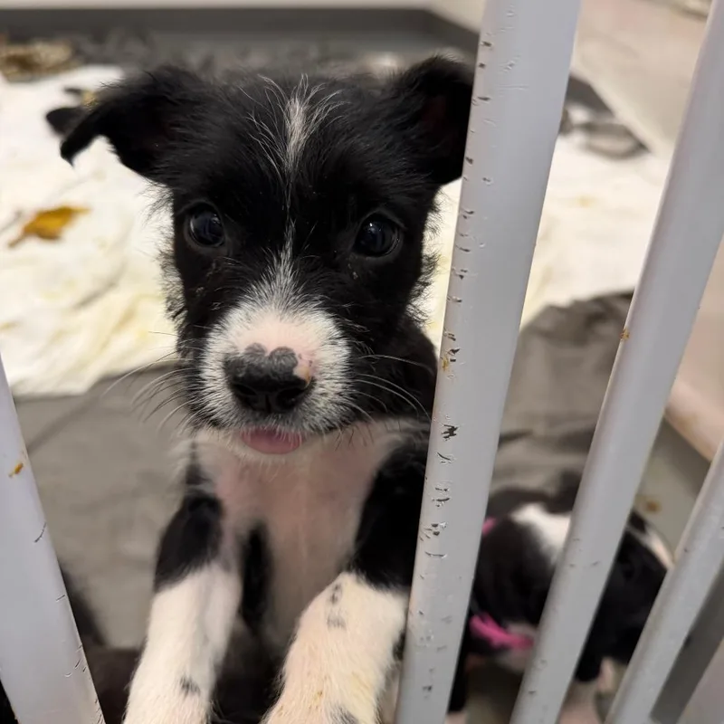 A baby small-sized female Black Pit Bull Terrier dog named Lamborghini for adoption in Austin, TX