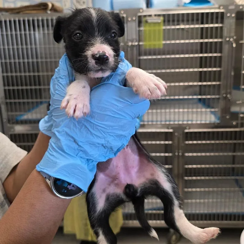 Lamborghini thumbnail 2