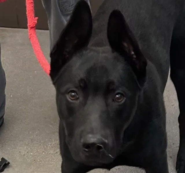 A young small-sized male Labrador Retriever dog named Vader for adoption in Tucson, AZ