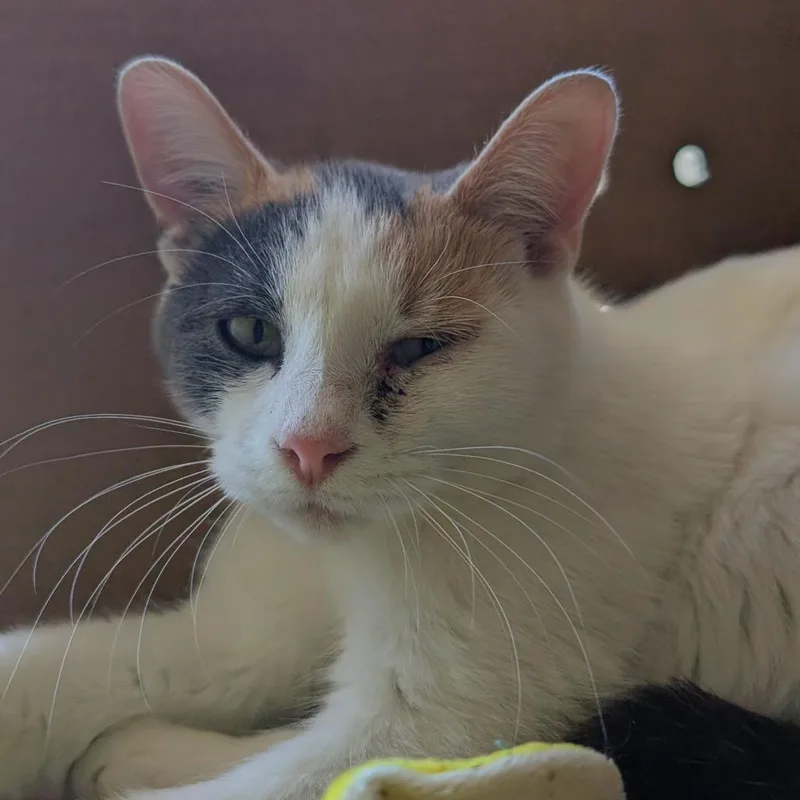 A young medium-sized female Calico Domestic Medium Hair cat named Dawn for adoption in West Olive, MI