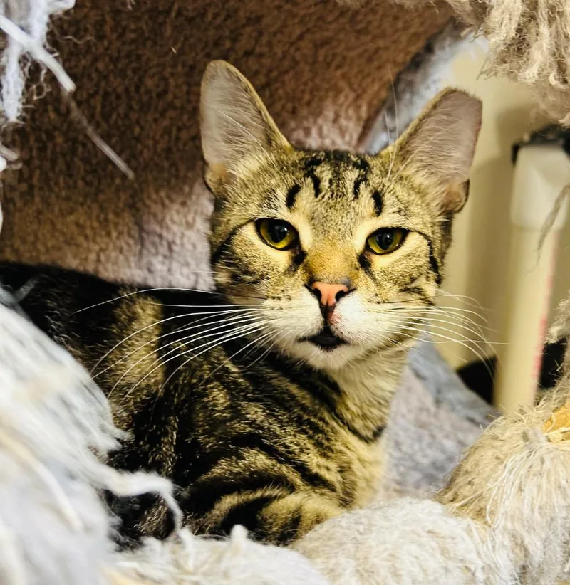 A young small-sized male Domestic Short Hair cat named Dex for adoption in Fremont, OH