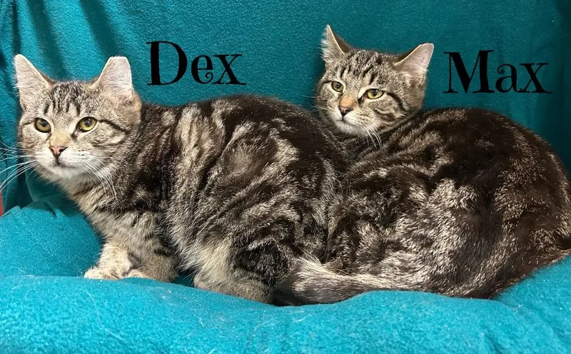 Dex thumbnail 2