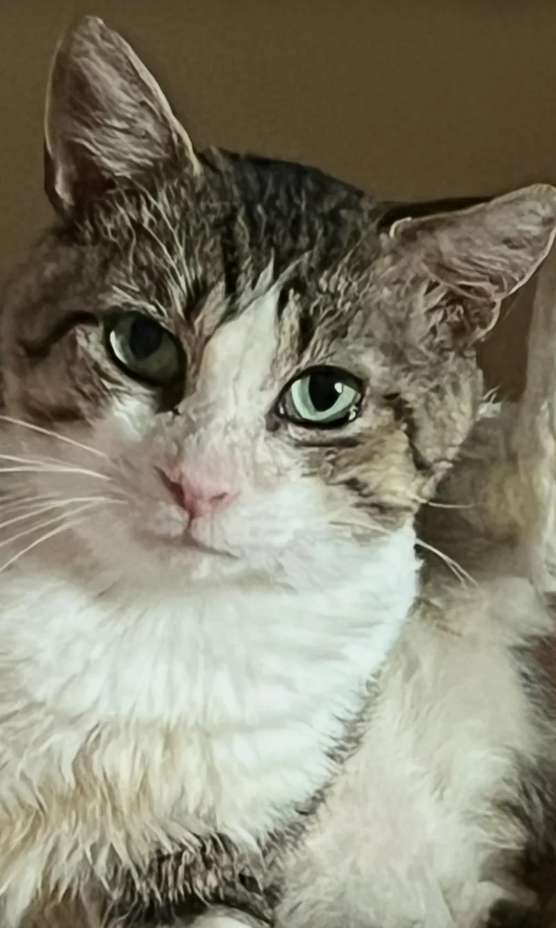 An adult medium-sized male White Domestic Short Hair cat named Charlie for adoption in Pittsburgh, PA