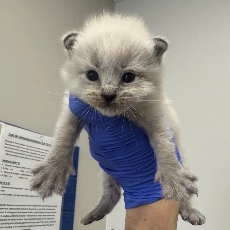 A baby small-sized female Cream / Ivory Domestic Long Hair cat named Iris for adoption in Columbiana, AL