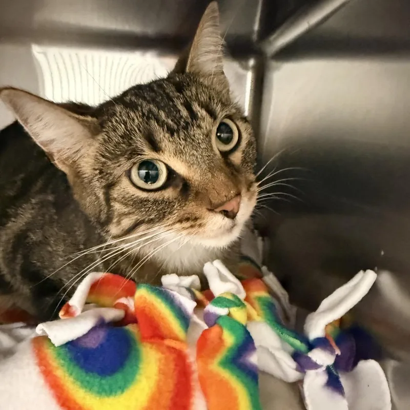 An adult medium-sized female Brown / Chocolate Domestic Short Hair cat named Nikki for adoption in Wheeling, IL