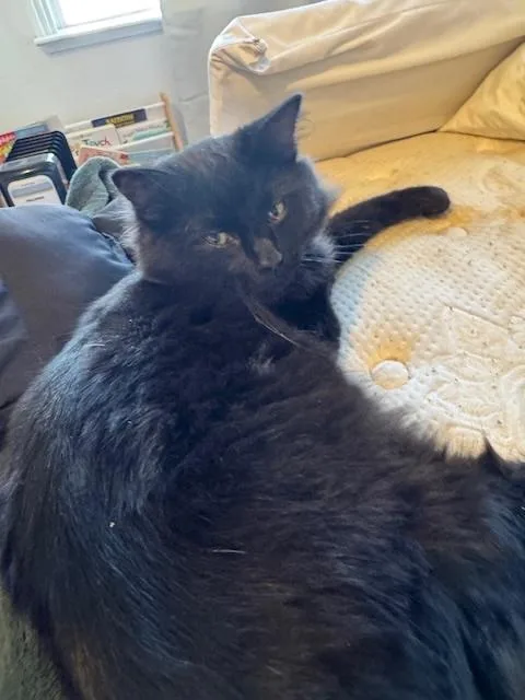 Joe Jonas thumbnail 2