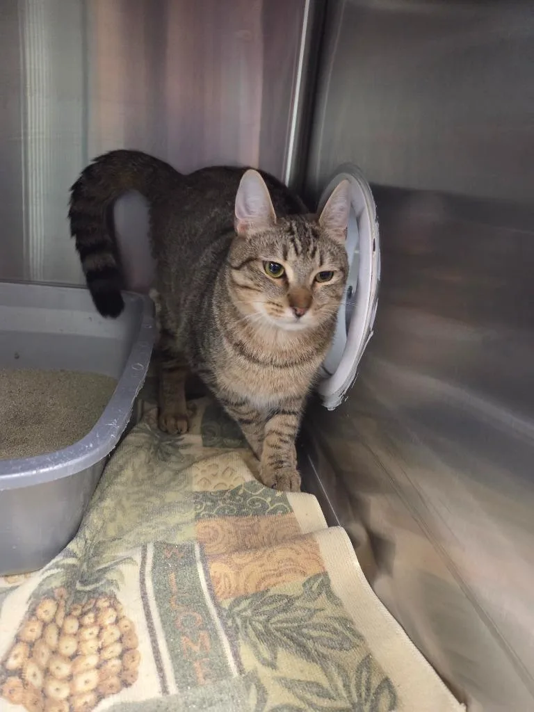A young medium-sized male Domestic Short Hair cat named Vinny for adoption in Athens, TN