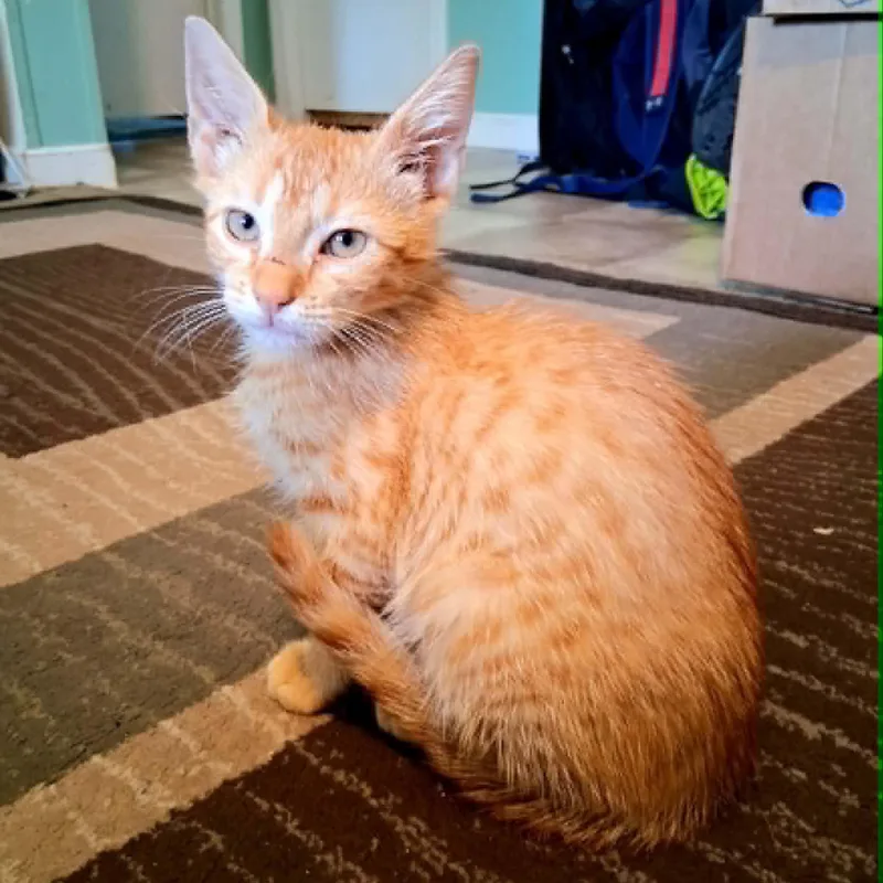 A baby small-sized female Tabby (Orange / Red) Domestic Short Hair cat named Cheeto for adoption in LITTLE MOUNTAIN, SC