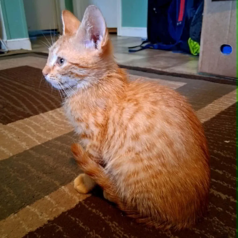Cheeto thumbnail 2