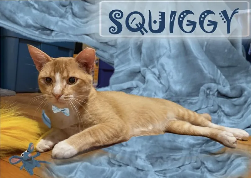 A young medium-sized male Tabby (Orange / Red) Domestic Short Hair cat named Squiggy  Kuykendahl Petsmart for adoption in Spring, TX