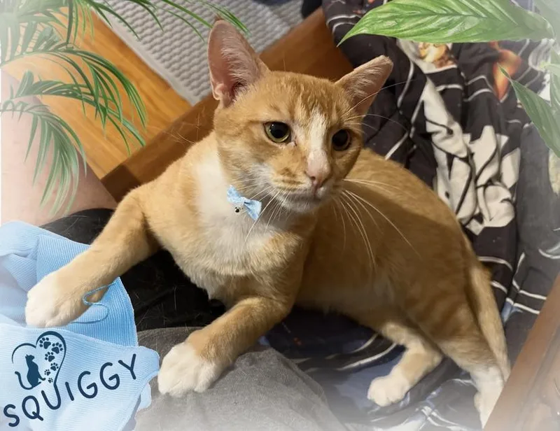 Squiggy  Kuykendahl Petsmart thumbnail 2