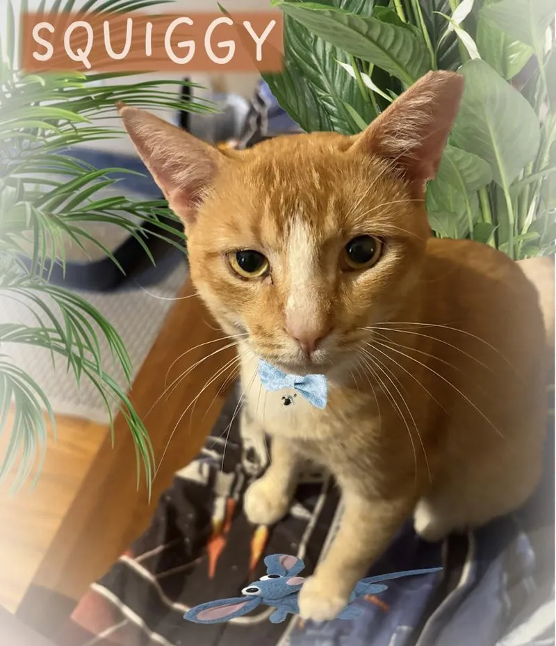 Squiggy  Kuykendahl Petsmart thumbnail 3