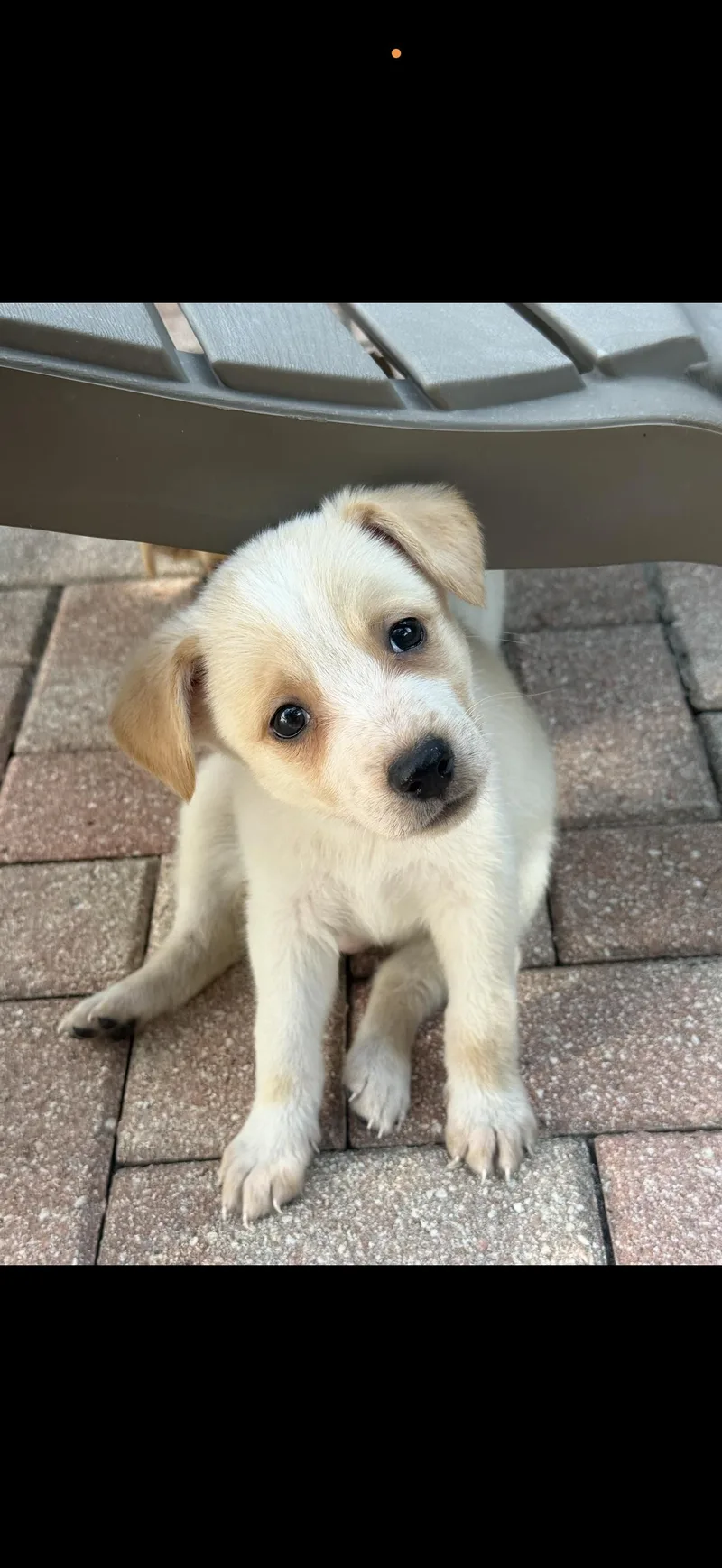 A baby medium-sized male Corgi dog named Waffles for adoption in Lutz, FL