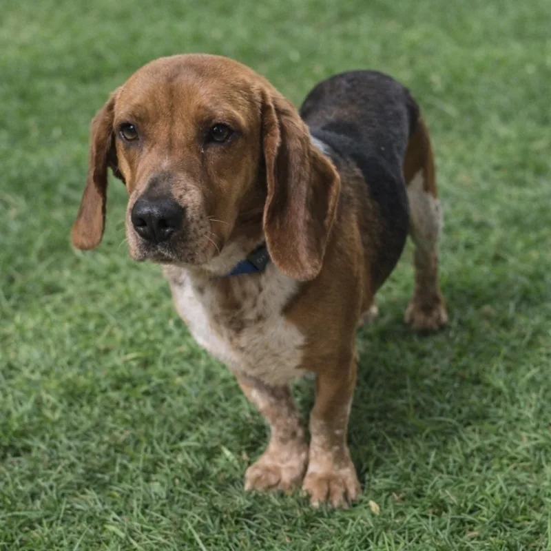 An adult medium-sized male Black Beagle dog named Two Dozen Roses for adoption in Wappingers Falls, NY