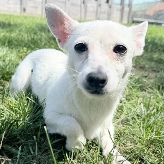 A baby small-sized female White / Cream Terrier dog named Echo for adoption in Dayton, OH