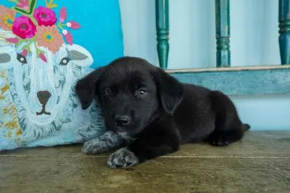 A baby small-sized male Papillon dog named Mercury for adoption in San Antonio, TX