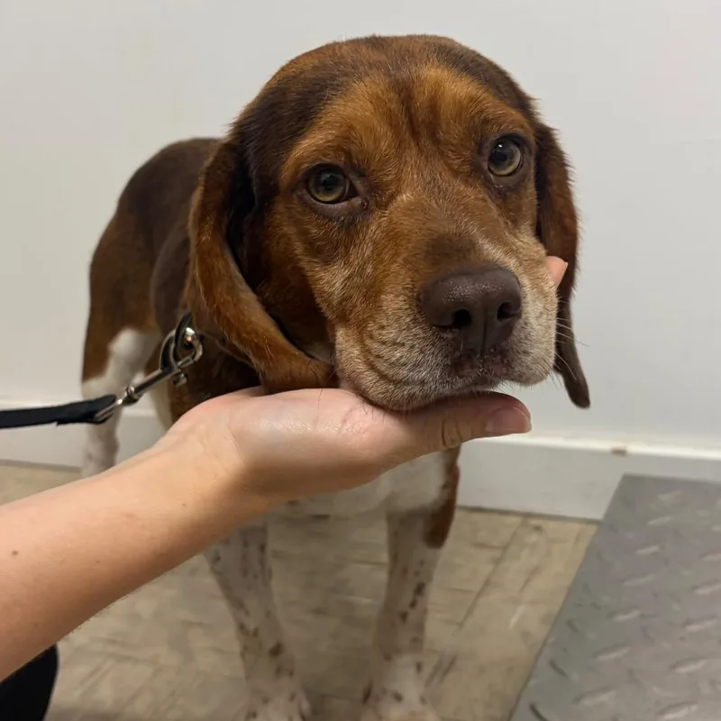 An adult medium-sized male Brown / Chocolate Mixed Breed dog named Russel for adoption in Mentor, OH