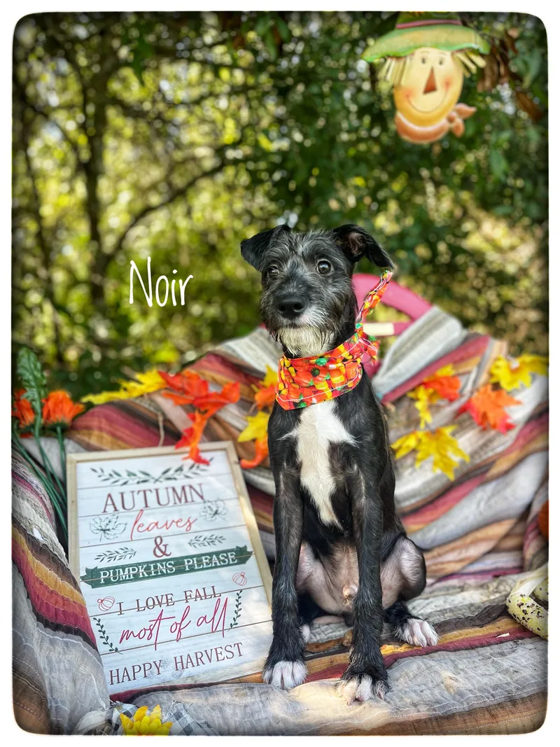 A baby medium-sized male Standard Schnauzer dog named Noir for adoption in Sebring, FL