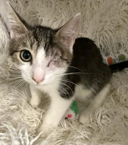 A baby small-sized male Domestic Short Hair cat named Miles for adoption in Conway, SC