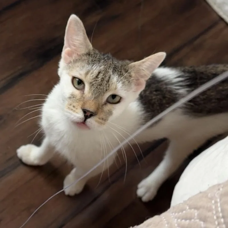 A young medium-sized female Brown / Chocolate Domestic Short Hair cat named Gooseberry for adoption in New york, NY