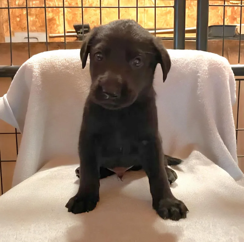 Mr. Goodbar thumbnail 2