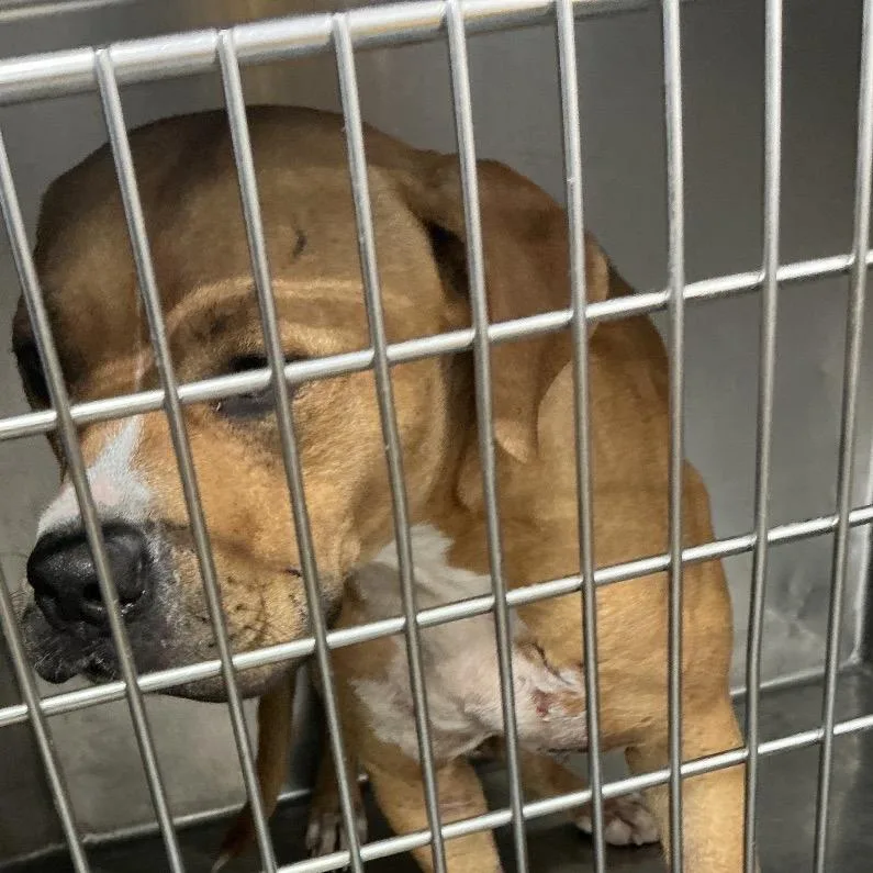 An adult small-sized male Pit Bull Terrier dog named Remington for adoption in St Joseph, MO