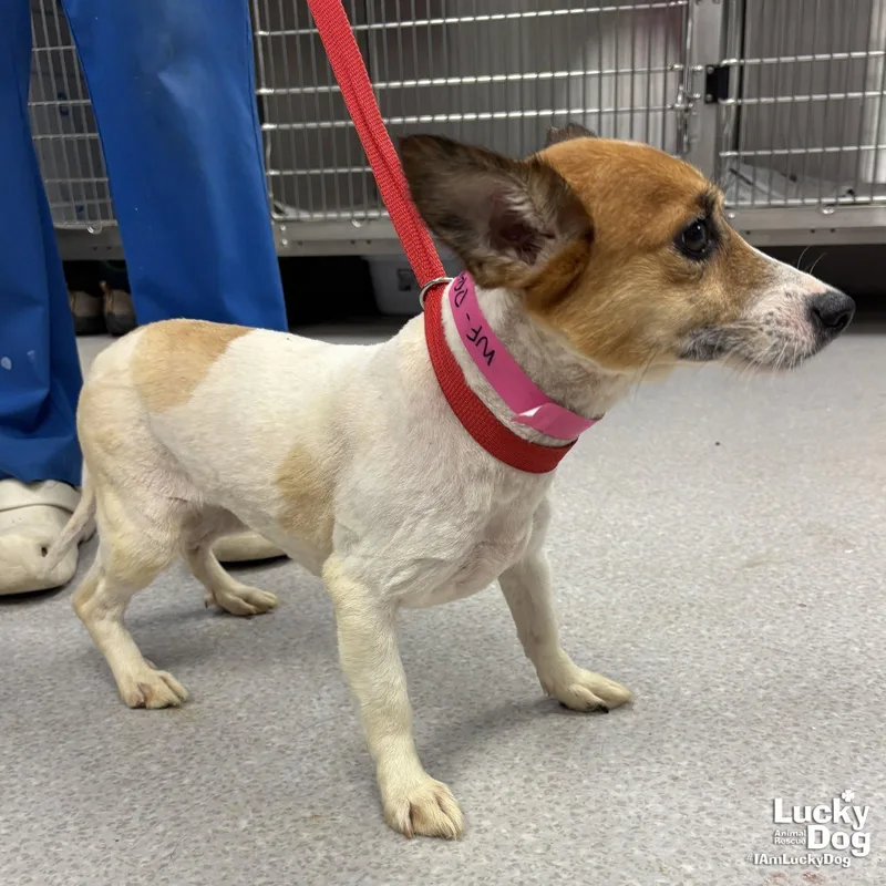 An adult small-sized female Jack Russell Terrier dog named Prairie for adoption in Washington, DC