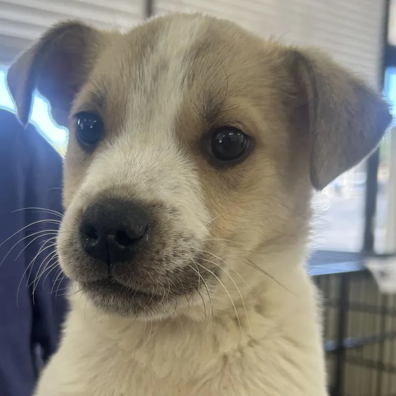 A baby small-sized male White / Cream Australian Cattle Dog / Blue Heeler dog named Montana for adoption in Tulsa, OK