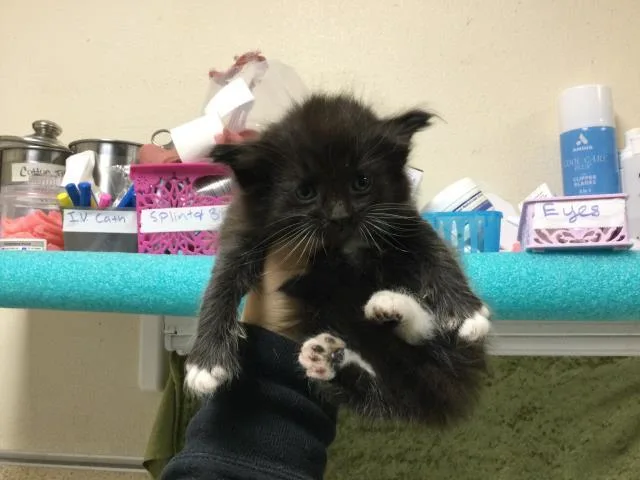 A baby small-sized male Domestic Short Hair cat named Nico for adoption in Riverside, CA