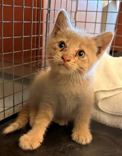 A baby small-sized female Domestic Medium Hair cat named Tangerine for adoption in Rancho Cucamonga, CA