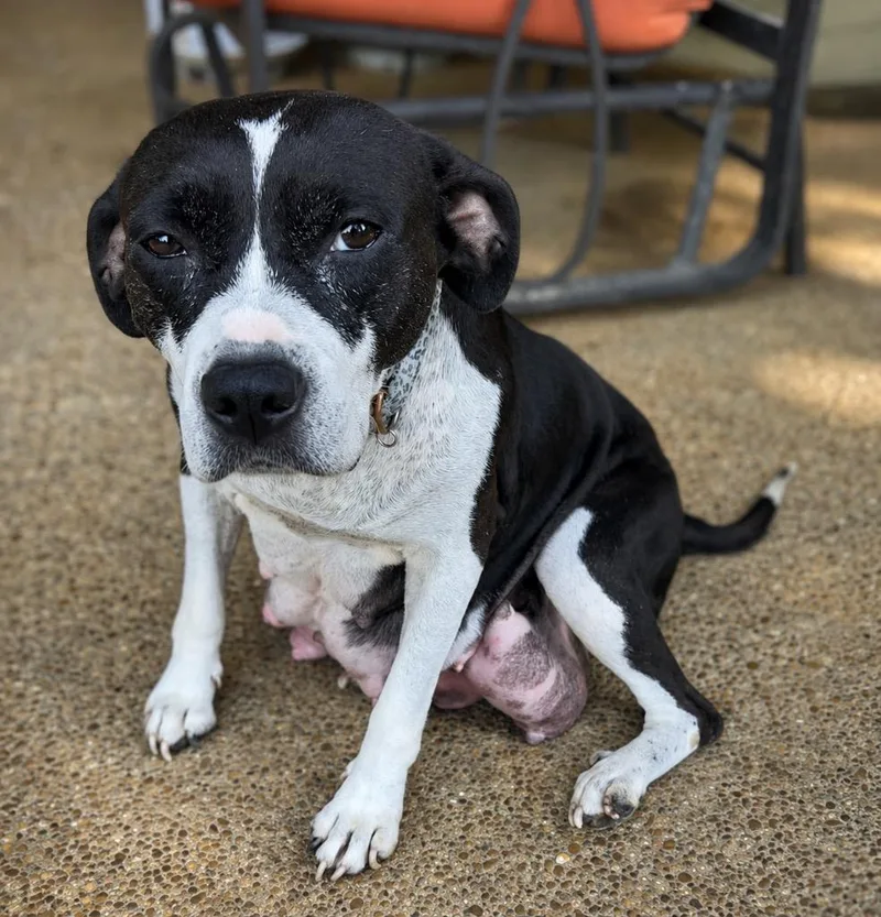 An adult medium-sized female Pit Bull Terrier dog named Princess for adoption in Princeton, MA