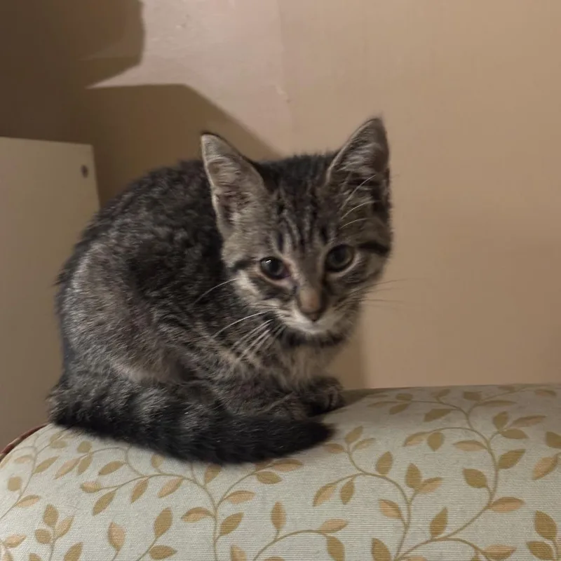 A baby small-sized female Gray / Blue / Silver Domestic Short Hair cat named Liberty for adoption in Brooklyn, NY