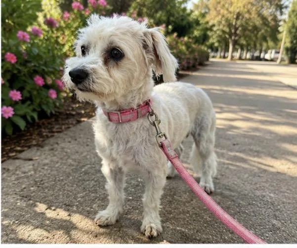 An adult small-sized female Schnauzer dog named Whitney for adoption in Corona, CA