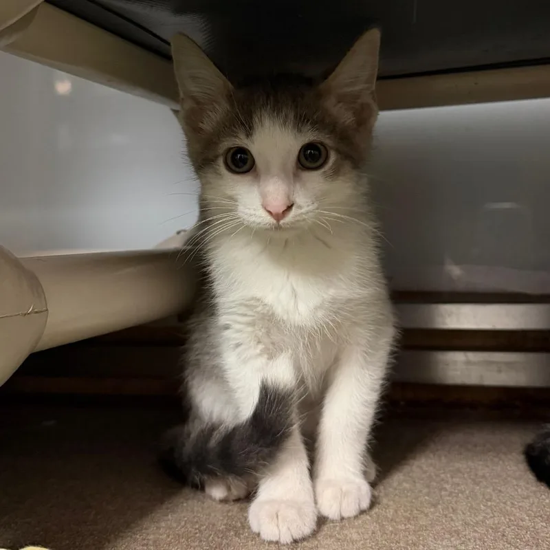 A baby small-sized male Gray / Blue / Silver Domestic Short Hair cat named Walleye for adoption in South Elgin, IL