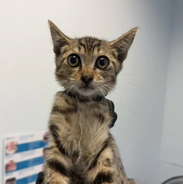 A baby small-sized male Domestic Short Hair cat named Joker for adoption in Escondido, CA