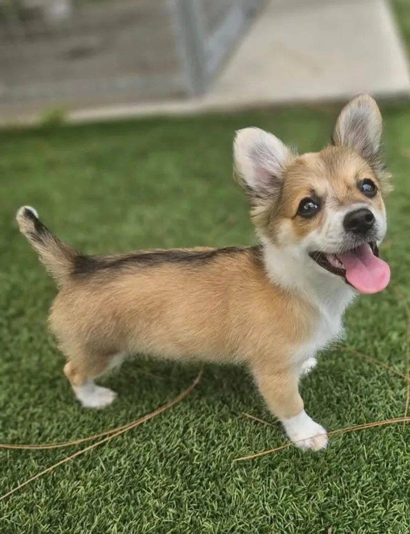 A baby small-sized female Golden Mixed Breed dog named Brie for adoption in Ruskin, FL